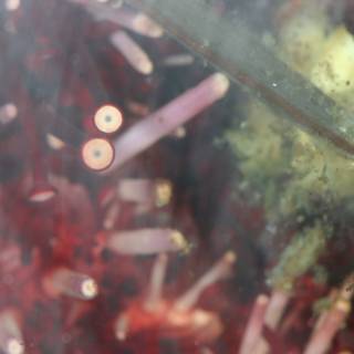 Vibrant Sea Anemone
