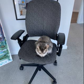 The Purrfect Office Companion