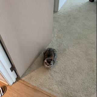 The Floor-sitting Feline