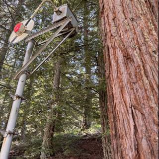 Modern Contrasts in Ancient Forests