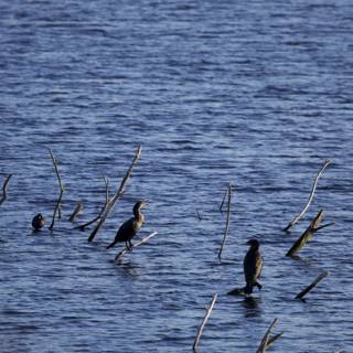 Birds of Lake Merced in Unity