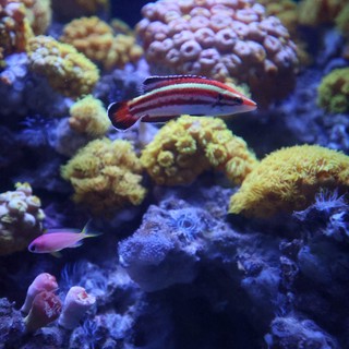 Vibrant Coral Reef with Striped Wrasse Fish