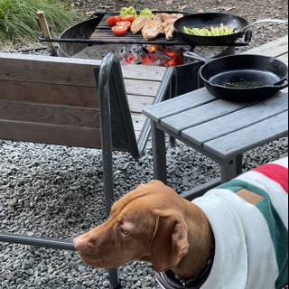 Grilled Delights with Furry Friend