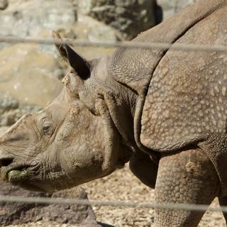 Impressive Rhino at SF Zoo