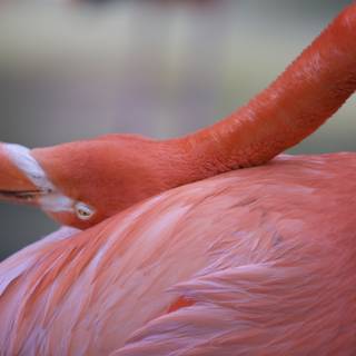 Flamingo in Repose