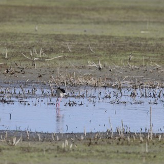 Black-necked Stilt Foraging in Wetland Shallows