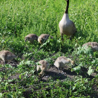 Canada Goose Family Foraging in Spring Wetlands