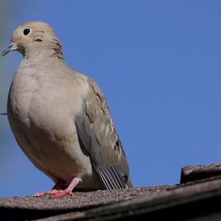 Mourning Dove Perched on Textured Roof Edge