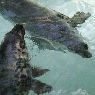 Seals Enjoying Their Habitat
