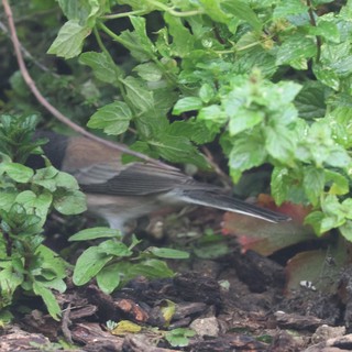 Dark-Eyed Junco Foraging Among Garden Greenery