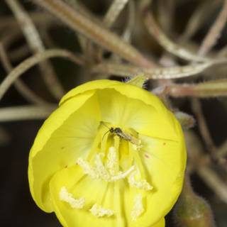 Bee Pollinating a Geranium Flower in the Desert