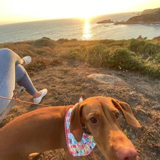 Serene Sunset with Puppy Love