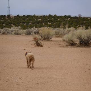 Desert Pup