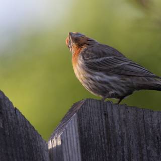 Perched Beauty