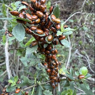 Ladybug Gathering on Huckleberry Trail