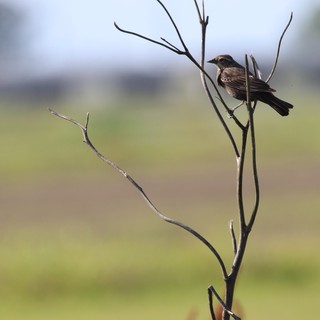 Brown Bird Perched on Bare Branch in Wetlands