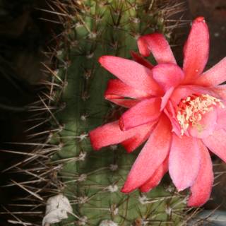 Pink Beauty in the Desert