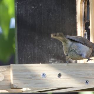 Curious Visitor