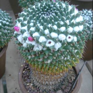 A Decorative Cactus Plant in Bloom