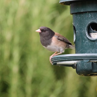 Dark-Eyed Junco Perched at Garden Bird Feeder