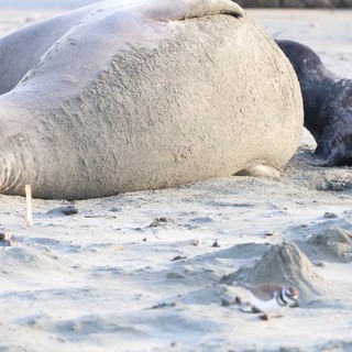 Elephant Seal Vocalizing on Drakes Beach Shore