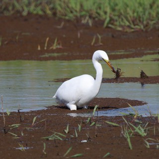 Great Egret Catches Crayfish in Flooded Wetland