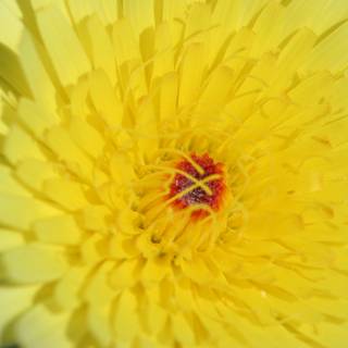 Sunburst Chrysanthemum