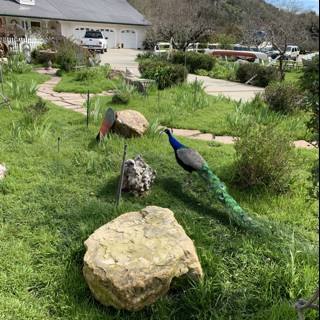 Majestic Peacock at a Shelter in Avila Beach