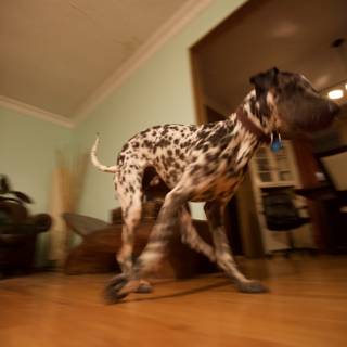 Canine Elegance on Hardwood Flooring