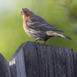 Perched Elegance