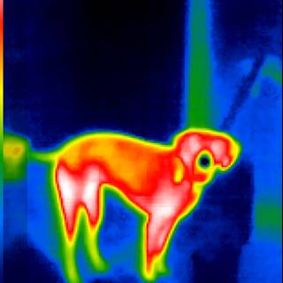 Thermal Image of a Playful Pup