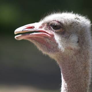 Inquisitive Ostrich