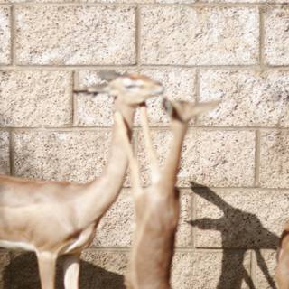 Gazelles by the Wall