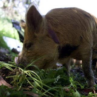 Nature's Delight: A Foraging Boar on Earth Day