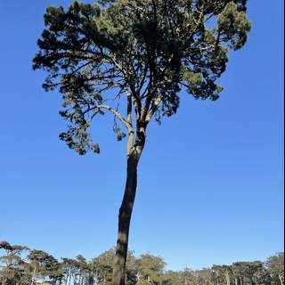 Majestic Pine Tree in Golden Gate Park