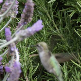 Dance Among the Herbs