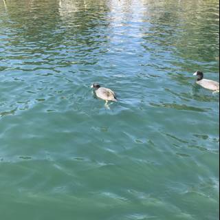 Ducks Enjoying a Tranquil Pond
