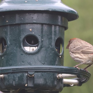 House Finch Perched on Green Bird Feeder