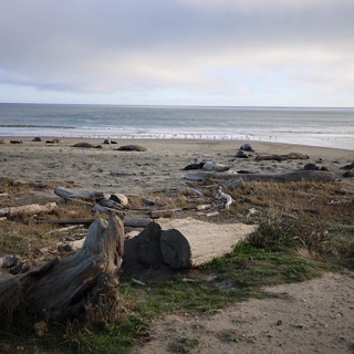 Elephant Seals Resting on Drakes Beach at Dusk