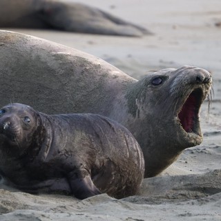 Elephant Seal Pup with Vocalizing Adult at Drakes Beach
