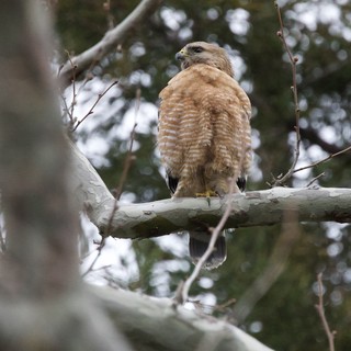 Red-Shouldered Hawk Perched on Weathered Branch