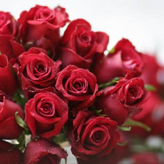A Bouquet of 13 Red Roses