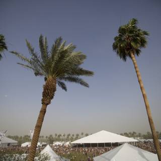 Palm Trees and Tents at Coachella