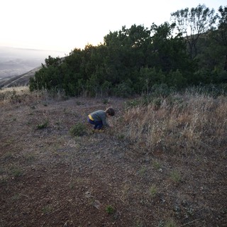 Child Explores Hillside at Dusk on Mount Diablo