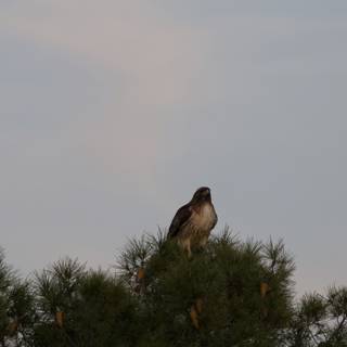 Majestic Red-Tailed Hawk