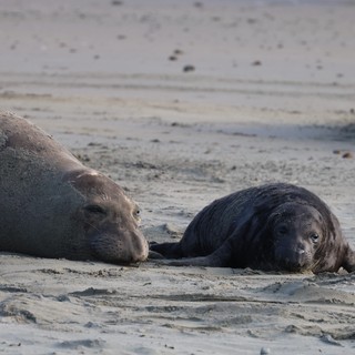 Mother and Pup Elephant Seals Resting on Beach