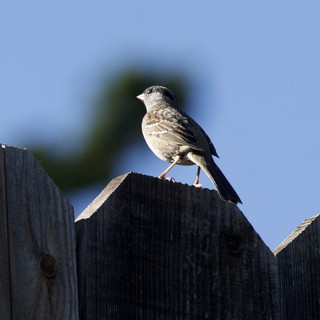 Hooded Oriole Perched on Weathered Wooden Fence