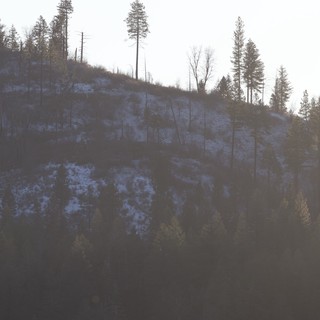 Misty Winter Hillside with Sparse Snow and Pine Trees
