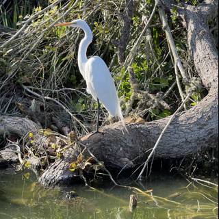 Majestic Great Egret in the Wild