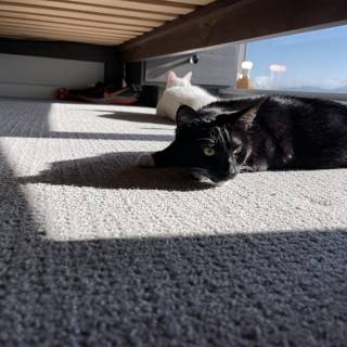 Black and White Cat Relaxing on Hardwood Floor